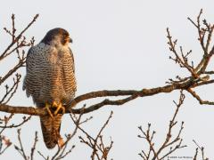Slechtvalk  20110327  Bleeke Heide