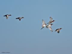 Smient  20241231  Met grote snelheid en grote wendbaarheid scheren ze door de lucht. Net als veel eenden zijn smienten prima vliegers. Komt goed uit want ze kunnen duizenden kilometers afleggen tussen zomer- en winterverblijf. Voor dat winterverblijf is Nederland met al zijn water een heel belangrijke plek. De overgrote meerderheid is in de wintermaanden bij ons.