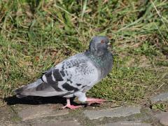 Stadsduif  20241004  Hogerwaardpolder