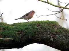 Vink  20250108  Drents heideschaap (Ovis aries) Zomaar twee kiekjes een paar dagen terug gemaakt in de Pannenhoef. Een sterke grote tak van een van die grote bomen daar, begroeid met mos waarin vaak kleine insecten te vinden zijn. Een vink, een mannetje, probeert daar een eiwitje te vinden. De vink is een van onze meest ondergewaardeerde vogels meen ik. Grote stevige horens heeft deze schapensoort. Beter maar geen kopstoot daarmee oplopen lijkt me.