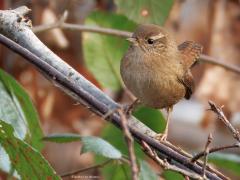 Winterkoning  20250110  Ik kwam dit baasje even geleden tegen in de Pannenhoef. Wat zijn ze klein! En wat hebben ze een kenmerkend heel klein staartje. Dat staartje maakt hem extra bijzonder meen ik, naast zijn zang. Gelukkig is de winter nog niet streng want een echt sterke winter overleeft haast geen enkel winterkoninkje.