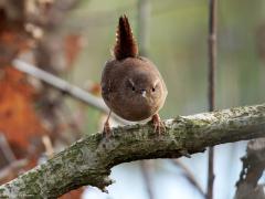 Winterkoning  20250110  Ik kwam dit baasje even geleden tegen in de Pannenhoef. Wat zijn ze klein! En wat hebben ze een kenmerkend heel klein staartje. Dat staartje maakt hem extra bijzonder meen ik, naast zijn zang. Gelukkig is de winter nog niet streng want een echt sterke winter overleeft haast geen enkel winterkoninkje.