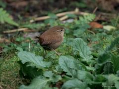 Winterkoning  20250122  Afgelopen zondag zag ik het winterkoninkje weer in mijn tuin. Koud was het, ik stond binnen en had tijd om de camera te pakken en door het glas deze foto's te maken. Ik zou nu niet graag een winterkoninkje zijn. Ze hebben een zwaar leven. Moeilijk om voldoende eten te vinden. Steeds dreiging om opgegeten te worden. Vanwege die dreiging zag ik het vogeltje heel vaak even goed naar boven kijken, de lucht scannen of er geen profiel te zien is met lange vleugels of staart.