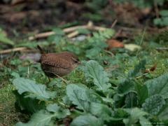 Winterkoning  20250122  Afgelopen zondag zag ik het winterkoninkje weer in mijn tuin. Koud was het, ik stond binnen en had tijd om de camera te pakken en door het glas deze foto's te maken. Ik zou nu niet graag een winterkoninkje zijn. Ze hebben een zwaar leven. Moeilijk om voldoende eten te vinden. Steeds dreiging om opgegeten te worden. Vanwege die dreiging zag ik het vogeltje heel vaak even goed naar boven kijken, de lucht scannen of er geen profiel te zien is met lange vleugels of staart.
