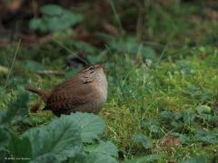 Winterkoning  20250122  Afgelopen zondag zag ik het winterkoninkje weer in mijn tuin. Koud was het, ik stond binnen en had tijd om de camera te pakken en door het glas deze foto's te maken. Ik zou nu niet graag een winterkoninkje zijn. Ze hebben een zwaar leven. Moeilijk om voldoende eten te vinden. Steeds dreiging om opgegeten te worden. Vanwege die dreiging zag ik het vogeltje heel vaak even goed naar boven kijken, de lucht scannen of er geen profiel te zien is met lange vleugels of staart.