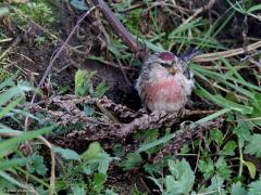 Grote Barmsijs  20250210  Nog een keer de grote barmsijs die ik een jaar terug voor de lens kreeg. Ik stond met de auto geparkeerd toen deze sijs uit de wirwar van wilde kruiden naar de slootkant kwam gelopen en zo vrij in mijn vizier zaadjes kwam eten. Een zeldzaam moment dat ik lang zal heugen.