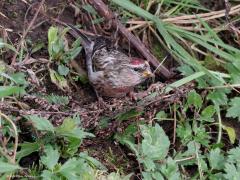 Grote barmsijs  20240101  Rielsche Heide