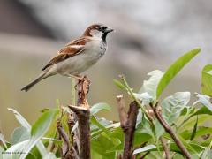 Huismus  20250214  Ook in februari ziet meneer huismus er netjes uit. Het zijn geen reizigers, ze blijven steeds dicht bij huis, dicht bij de familie. Het familieleven van de huismussen is sterk en interessant.