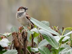 Huismus  20250214  Ook in februari ziet meneer huismus er netjes uit. Het zijn geen reizigers, ze blijven steeds dicht bij huis, dicht bij de familie. Het familieleven van de huismussen is sterk en interessant.