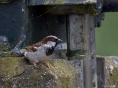 Huismus  20250128  De winnaar dit jaar van de nationale tuinvogeltelling. 105.721 mensen telden dit jaar mee en noteerden 253.425 mussen. Jammer genoeg zie ik ze slechts af ten toe bij mij in de tuin. Komt waarschijnlijk ook omdat ik de laatste tijd niet meer voer. Ik heb op dat punt grote last van veel kauwen en ook wel duiven. Die zijn met het voer weg eer een mus kans heeft gehad. Zal vanaf de zomer dat voeren eens beter aanpakken, beter afschermen voor de grotere vogels.