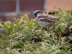 Huismus  20250128  De winnaar dit jaar van de nationale tuinvogeltelling. 105.721 mensen telden dit jaar mee en noteerden 253.425 mussen. Jammer genoeg zie ik ze slechts af ten toe bij mij in de tuin. Komt waarschijnlijk ook omdat ik de laatste tijd niet meer voer. Ik heb op dat punt grote last van veel kauwen en ook wel duiven. Die zijn met het voer weg eer een mus kans heeft gehad. Zal vanaf de zomer dat voeren eens beter aanpakken, beter afschermen voor de grotere vogels.