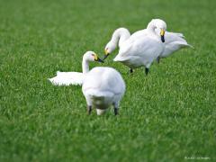 Kleine Zwaan  20250130  Deed me goed deze winter bij de Pannenhoef weer enkele kleine zwanen te zien. Ik zie ze daar al jaren, waarschijnlijk steeds dezelfde familie die ruim 3000 km aflegden om weer bij ons op bezoek te komen. Echter, elk jaar een paar minder, nu telde ik er ca. 11. Ik meende ook geen jonge vogels ertussen te zien. Het gaat niet goed met deze mooie kleinere zwaan. De laatste jaren worden er steeds meer dan 5 % minder gezien. Het geschikte biotoop in het noorden van Rusland staat onder druk
