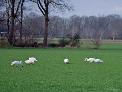 Kleine zwaan 20250129  Pannenhoef