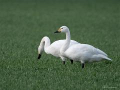 Kleine Zwaan  20250130  Deed me goed deze winter bij de Pannenhoef weer enkele kleine zwanen te zien. Ik zie ze daar al jaren, waarschijnlijk steeds dezelfde familie die ruim 3000 km aflegden om weer bij ons op bezoek te komen. Echter, elk jaar een paar minder, nu telde ik er ca. 11. Ik meende ook geen jonge vogels ertussen te zien. Het gaat niet goed met deze mooie kleinere zwaan. De laatste jaren worden er steeds meer dan 5 % minder gezien. Het geschikte biotoop in het noorden van Rusland staat onder druk