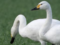 Kleine Zwaan  20250130  Deed me goed deze winter bij de Pannenhoef weer enkele kleine zwanen te zien. Ik zie ze daar al jaren, waarschijnlijk steeds dezelfde familie die ruim 3000 km aflegden om weer bij ons op bezoek te komen. Echter, elk jaar een paar minder, nu telde ik er ca. 11. Ik meende ook geen jonge vogels ertussen te zien. Het gaat niet goed met deze mooie kleinere zwaan. De laatste jaren worden er steeds meer dan 5 % minder gezien. Het geschikte biotoop in het noorden van Rusland staat onder druk