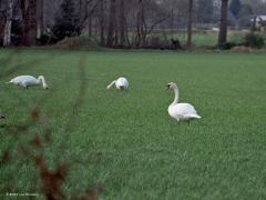 Knobbelzwaan  20250203  De kleine zwanen daar bij de Pannenhoef verblijven daar samen met meerdere knobbelzwanen. Die knobbels zijn echt een stuk groter dan die kleine. Het zullen waarschijnlijk ook trekvogels zijn ofschoon ze lang niet zo ver trekken als de kleine zwaan. Nu in de wintermaanden verblijven meer dan 40.000 knobbelzwanen in ons land. Majestueus, zo kunnen we deze grote mooie vogel noemen.