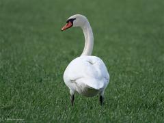 Knobbelzwaan  20250203  De kleine zwanen daar bij de Pannenhoef verblijven daar samen met meerdere knobbelzwanen. Die knobbels zijn echt een stuk groter dan die kleine. Het zullen waarschijnlijk ook trekvogels zijn ofschoon ze lang niet zo ver trekken als de kleine zwaan. Nu in de wintermaanden verblijven meer dan 40.000 knobbelzwanen in ons land. Majestueus, zo kunnen we deze grote mooie vogel noemen.