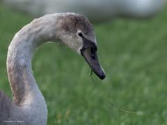 Knobbelzwaan  20250205  Nog een keer de zwanen bij de Pannenhoef. Overduidelijk een jonge vogel. En volgens mij een knobbelzwaan. Was het maar een jonge kleine zwaan geweest want die zijn harder nodig, die soort neemt de laatste jaren met meer dan vijf procent per jaar af! Zwanen hebben een sterke snavel die prima geschikt is om gras te grazen. Ze zullen goed groeien van dit eiwitrijke raaigras!