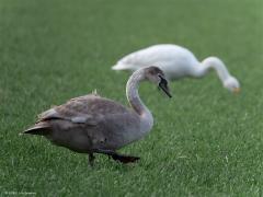 Knobbelzwaan  20250205  Nog een keer de zwanen bij de Pannenhoef. Overduidelijk een jonge vogel. En volgens mij een knobbelzwaan. Was het maar een jonge kleine zwaan geweest want die zijn harder nodig, die soort neemt de laatste jaren met meer dan vijf procent per jaar af! Zwanen hebben een sterke snavel die prima geschikt is om gras te grazen. Ze zullen goed groeien van dit eiwitrijke raaigras!