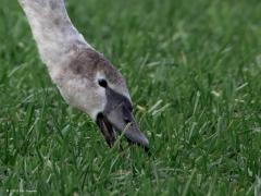 Knobbelzwaan  20250205  Nog een keer de zwanen bij de Pannenhoef. Overduidelijk een jonge vogel. En volgens mij een knobbelzwaan. Was het maar een jonge kleine zwaan geweest want die zijn harder nodig, die soort neemt de laatste jaren met meer dan vijf procent per jaar af! Zwanen hebben een sterke snavel die prima geschikt is om gras te grazen. Ze zullen goed groeien van dit eiwitrijke raaigras!