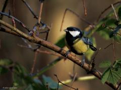 Koolmees  20250201  Deze koolmees fotografeerde ik vanmiddag in de Pannenhoef. Wat me op viel is hoe goed hij er uit ziet. Heel mooi op kleur met diep glanzend zwart. Een mannetje met brede streep op de buik. Meneer heeft tot nu niet veel geleden van het winterweer en heeft het voorjaar al in het lijf denk ik.