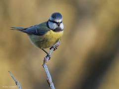 Pimpelmees  20250207  In het bos zit niet vaak een vogeltje direct in de zon. Hoeft ook niet maar het is wel fijn als de zon in de achtergrond te herkennen is. Dat geeft vaak mooie achtergronden zoals hier afgelopen zaterdagmiddag in de Pannenhoef. Een van onze leukste vogeltjes vind ik dit pimpelmeesje en daarin sta ik vast niet helemaal alleen?