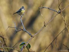 Pimpelmees  20250207  In het bos zit niet vaak een vogeltje direct in de zon. Hoeft ook niet maar het is wel fijn als de zon in de achtergrond te herkennen is. Dat geeft vaak mooie achtergronden zoals hier afgelopen zaterdagmiddag in de Pannenhoef. Een van onze leukste vogeltjes vind ik dit pimpelmeesje en daarin sta ik vast niet helemaal alleen?