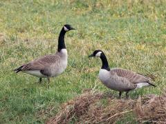 Canadese gans  20250215  Gisteren even naar de Pannenhoef geweest. Niet bijster veel gezien. Wel dit paartje vredige ganzen zo maar langs de Turfvaart. Ik mocht ze gewoon passeren, ze waren waakzaam, liepen enkele meters opzij maar bleven rustig en gingen snel weer op hun plekje zitten. Ze worden als ongewenste buitenlanders gezien. Fors zijn ze. Lelijk kan ik ze niet vinden.