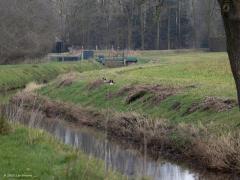 Canadese gans  20250215  Gisteren even naar de Pannenhoef geweest. Niet bijster veel gezien. Wel dit paartje vredige ganzen zo maar langs de Turfvaart. Ik mocht ze gewoon passeren, ze waren waakzaam, liepen enkele meters opzij maar bleven rustig en gingen snel weer op hun plekje zitten. Ze worden als ongewenste buitenlanders gezien. Fors zijn ze. Lelijk kan ik ze niet vinden.