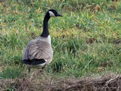 Canadese gans  20250215  Gisteren even naar de Pannenhoef geweest. Niet bijster veel gezien. Wel dit paartje vredige ganzen zo maar langs de Turfvaart. Ik mocht ze gewoon passeren, ze waren waakzaam, liepen enkele meters opzij maar bleven rustig en gingen snel weer op hun plekje zitten. Ze worden als ongewenste buitenlanders gezien. Fors zijn ze. Lelijk kan ik ze niet vinden.