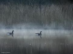 Canadese gans / Grauwe gans / Kuifeend  20250308 Ik was vanmorgen al vroeg in De Krochten, wellicht ons mooiste ven? Haast altijd zijn daar watervogels aanwezig. De Canadezen dobberen in de laatste ochtenddauw. De grauwen groeperen zich en zijn waakzaam. De witte flanken van de kuifeendmannetjes vallen erg op.