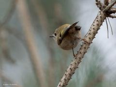 Goudhaan  20250215  Beemden