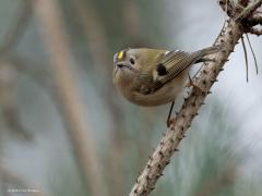 Goudhaan  20250217  Teleurstellend weinig vogels in het bos momenteel. Gelukkig nog wel een aantal goudhaantjes. Deze leuke kleine drukke rakkertjes kunnen ook wel eens benieuwd zijn en omkijken om te zien wie er voorbij wandelt. Niet half maar helemaal omkijken. Daar hebben ze met hun lenige gestel geen enkele moeite mee.