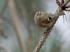 Goudhaan  20250217  Teleurstellend weinig vogels in het bos momenteel. Gelukkig nog wel een aantal goudhaantjes. Deze leuke kleine drukke rakkertjes kunnen ook wel eens benieuwd zijn en omkijken om te zien wie er voorbij wandelt. Niet half maar helemaal omkijken. Daar hebben ze met hun lenige gestel geen enkele moeite mee.