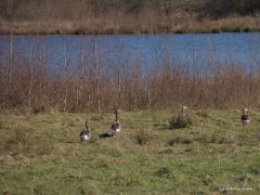 Grauwe gans  20250305  Pannenhoef