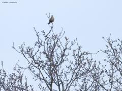 Grote lijster  20250224  Het is nu de tijd om op zoek te gaan naar de grote lijster. Deze schuwe vogel begint namelijk heel vroeg met zijn zang. En dat laat de vrij grote vogel horen in de regel vanuit een zangpost in de top van een hoge boom. Je kunt hem zo daarom wel ontdekken in ons buitengebied ofschoon de aantallen best laag zijn. Daarom, luister goed vroeg in de morgen naar een harde trage vrij monotone zang en spoor in die richting de boomtoppen af. Nu, nog zonder blad aan de bomen, vind je vast wel,