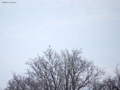 Grote lijster  20250224  Het is nu de tijd om op zoek te gaan naar de grote lijster. Deze schuwe vogel begint namelijk heel vroeg met zijn zang. En dat laat de vrij grote vogel horen in de regel vanuit een zangpost in de top van een hoge boom. Je kunt hem zo daarom wel ontdekken in ons buitengebied ofschoon de aantallen best laag zijn. Daarom, luister goed vroeg in de morgen naar een harde trage vrij monotone zang en spoor in die richting de boomtoppen af. Nu, nog zonder blad aan de bomen, vind je vast wel,