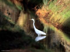 Grote Zilverreiger  20250219  Je ziet hem best vaak tegenwoordig. Ik gisteren nog in de Pannenhoef. Gewoon jagend in de Turfvaart. En met succes, ik zag enkele malen dat met de snavel een gevangen prooi op werd gegooid en naar binnen werd gehapt. Die snavel verliest straks in broedkleed tijdelijk het geel, kleurt dan zwart.