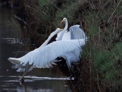 Grote Zilverreiger  20250304  Frappant dat in die kleine Turfvaart een zilverreiger zo een grote snoek te pakken kan nemen. Op de eerste foto is te zien hoe de reiger met zijn dolksnavel het lijf van de snoek heeft doorboord. De  tweede foto toont de snoek beter en laat zien dat de vis te groot is om op te eten. De derde foto laat de harde dierenwereld nog eens zien, er wordt om de buit gevochten.