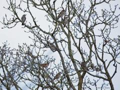 Koperwiek  20250307  Ik zag vandaag nog koperwieken. Met dit mooie warme weer zullen ze wel snel vertrekken denk ik. Normaliter begint de voorjaarstrek  in maart en is half april voorbij. Massale trek, zoals in het najaar, komt in het voorjaar vrijwel niet voor.