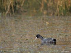 Graspieper Torenvalk Meerkoet Grauwe gans  20250306  Gistermiddag even naar de Pannenhoef geweest. Zalig weer. Best wat wandelaars daar. Teruggekomen met enkele eenvoudige foto's. Graspiepers zijn ook weer op trek. De meerkoet is heel tevreden met zijn vennetje. De torenvalk neemt even rust op een hoge uitkijk. De ganzen waggelen wat verder weg voor de zekerheid.