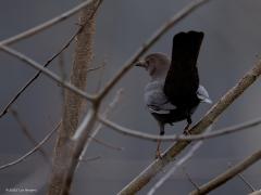Merel  20250221  Twee foto's die model staan voor veel dagen in de afgelopen weken. Somber donker weer met weinig vogelleven en kleur in het bos. Al snel krijg je dan foto's als deze. Grijs, saaie achtergronden, weinig kleur. Mevrouw merel met haar saai donkerbruine jas helpt dan ook niet. Hopelijk betert het vanaf vandaag.