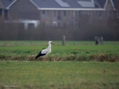 Ooievaar  20250225  Pastoor van Vessemstraat Klein Zundert