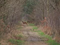 Ree  20250225  Tachtig Bunders