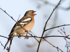 Vink  20250307  De voorjaarszang is begonnen. Een reden temeer om de natuur in te gaan. En, de stuit van meneer kan in het juiste licht behoorlijk groen geel kleuren.