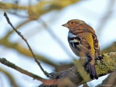 Vink  20250307  De voorjaarszang is begonnen. Een reden temeer om de natuur in te gaan. En, de stuit van meneer kan in het juiste licht behoorlijk groen geel kleuren.