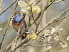 Blauwborst  20250414  Ik had hem al eerder gezien en gehoord maar pas afgelopen zaterdag kon ik hem in De Matjens op de sensor krijgen. Niet alle blauwborstjes laten evenveel witte veertjes in het blauw zien. Deze best veel en zelfs een beetje wit onder de zwarte band.