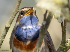 Blauwborst  20250414  Ik had hem al eerder gezien en gehoord maar pas afgelopen zaterdag kon ik hem in De Matjens op de sensor krijgen. Niet alle blauwborstjes laten evenveel witte veertjes in het blauw zien. Deze best veel en zelfs een beetje wit onder de zwarte band.