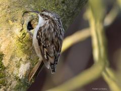 Boomkruiper  20250321 Tuin