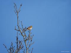 Boompieper  20250401  Oude Buisse Heide